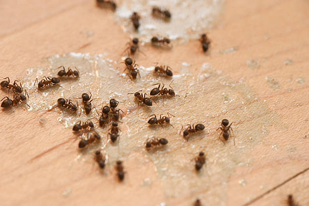 Best Pest Inspection Near Me  in Highland Park, MI