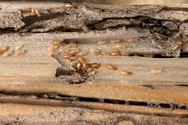 Best Insect Control  in Highland Park, MI